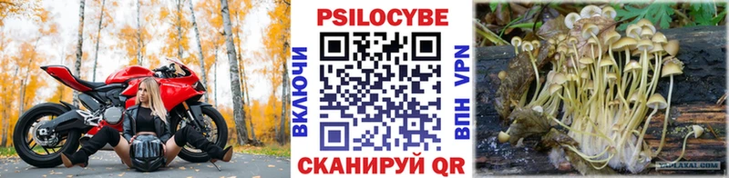 Псилоцибиновые грибы Cubensis  Бабаево 